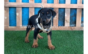 --doberman-84_1