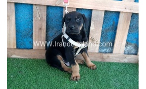 --doberman-85_6