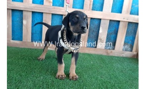 --doberman-86_4