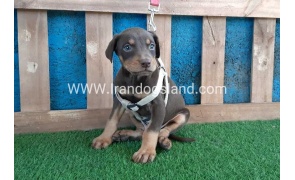 --doberman-87_2