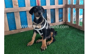 --doberman-89_2