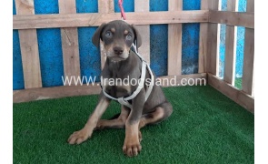 --doberman-90_10