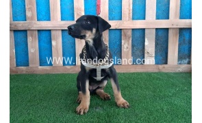 --doberman-91_5
