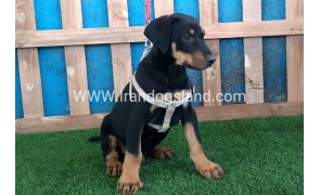 --doberman-92_2