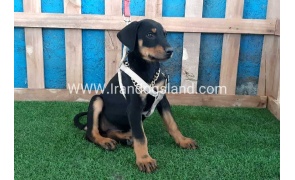 --doberman-93_8