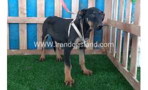 --doberman-94_4