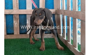 --doberman-97_1