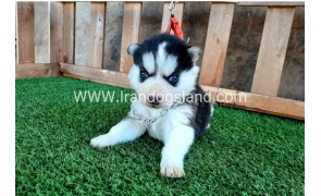 --husky-111_7