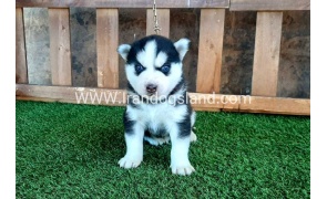 --husky-112_10