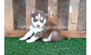 --husky-113_3