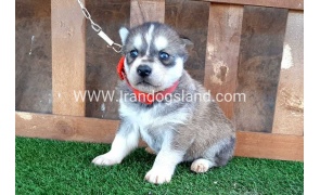 --husky-114_7