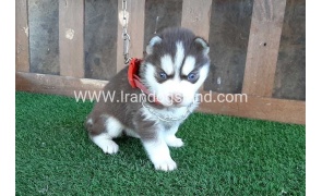 --husky-115_9