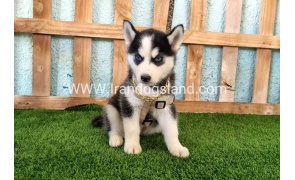 --husky-342_2