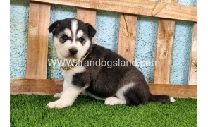 --husky-345_4