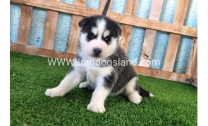 --husky-351_7