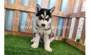--husky-354_9