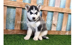 --husky-355_1
