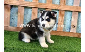 --husky-356_1