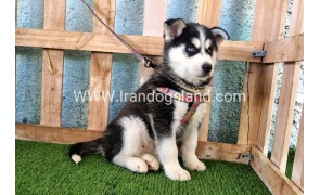 --husky-358_17