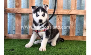--husky-359_10