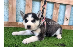 --husky-361_1