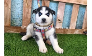 --husky-362_4