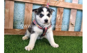 --husky-363_1