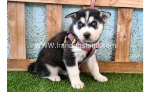 --husky-365_8