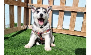 --husky-369_7