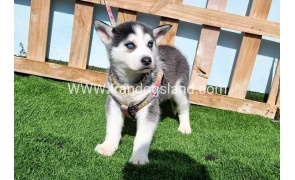 --husky-370_6