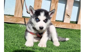 --husky-371_3