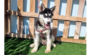 --husky-372_5