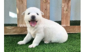 --husky-374_5