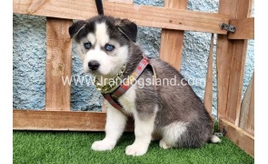 --husky-385_10