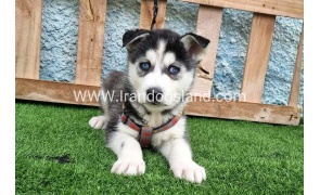 --husky-386_5