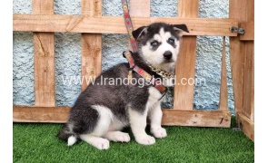 --husky-387_1