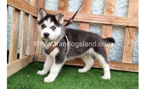 --husky-388_5