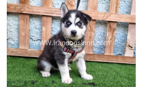 --husky-389_3