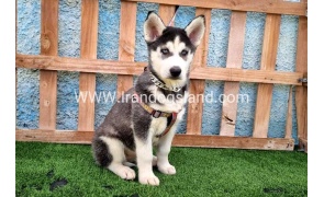 --husky-390_1_1240533193