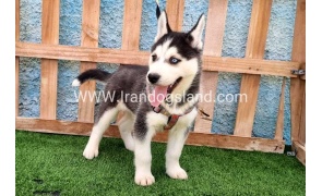 --husky-391_10