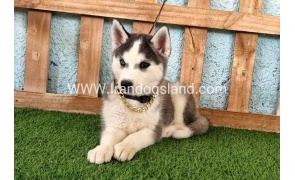 --husky343_8