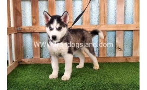 --husky344_10
