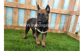 --malinois-113_3