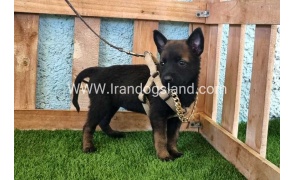 --malinois-114_7