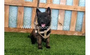 --malinois-115_6