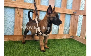 --malinois-116_7