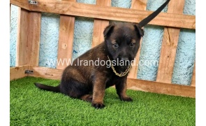 --malinois-119_4