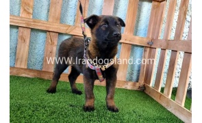 --malinois-127_7