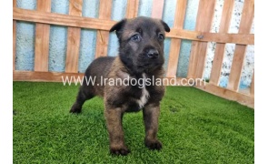 --malinois-129_1