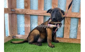 --malinois-134_5